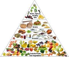 Holistic Nutrition